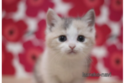 成約済の東京都のマンチカン(短足)-72712の1枚目